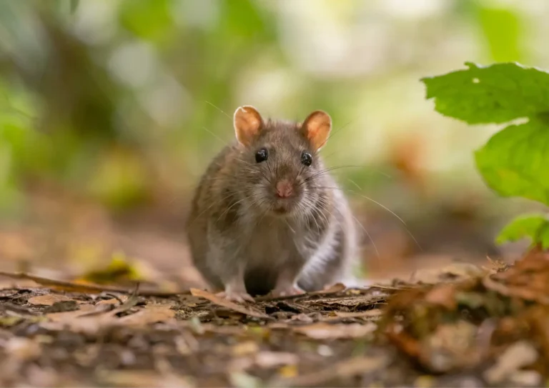 rat dans un jardin en Ile-de-France