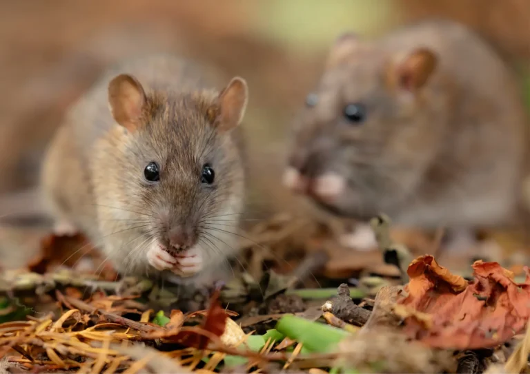 rats dans un jardin à Courbevoie 92