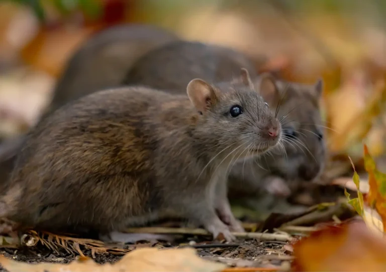groupe de rats à Puteaux 92