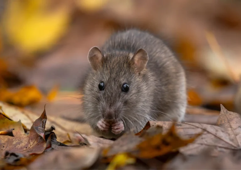 rat dans un jardin à Paris