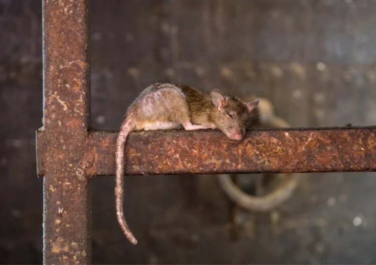 Rat qui dort dans un parking souterrain en Ile-de-France