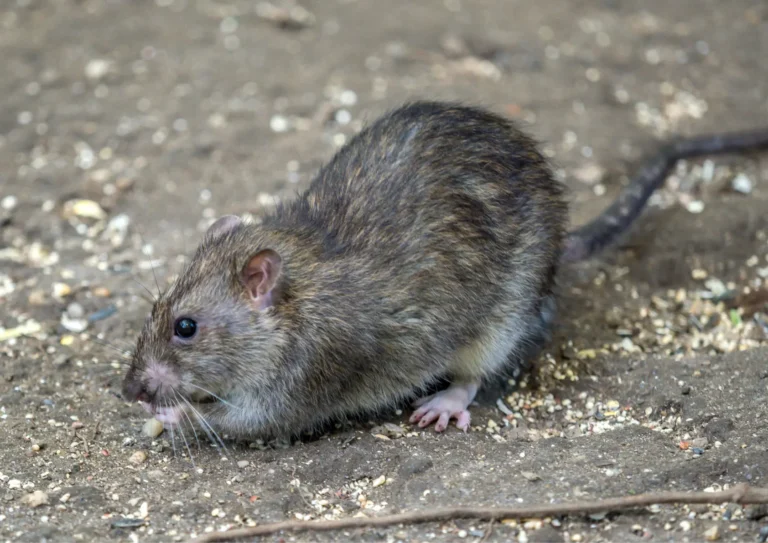 Rat dans un parking sous terrain à Paris