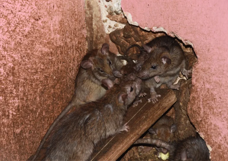 groupe de rats dans un garage automobile à Paris