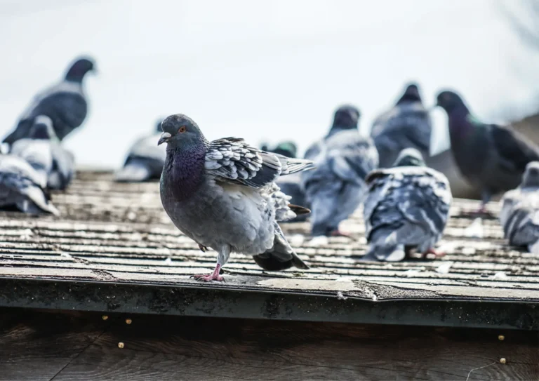 Pigeons perchés sur un toit parisien en zinc, observant l’environnement urbain