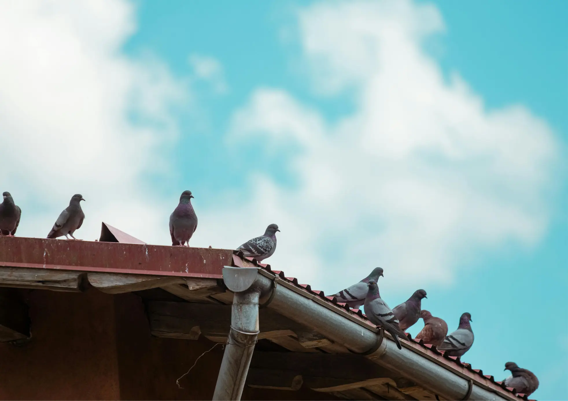 Dépigeonnage et protection des bâtiments contre les pigeons dans le Val-d’Oise