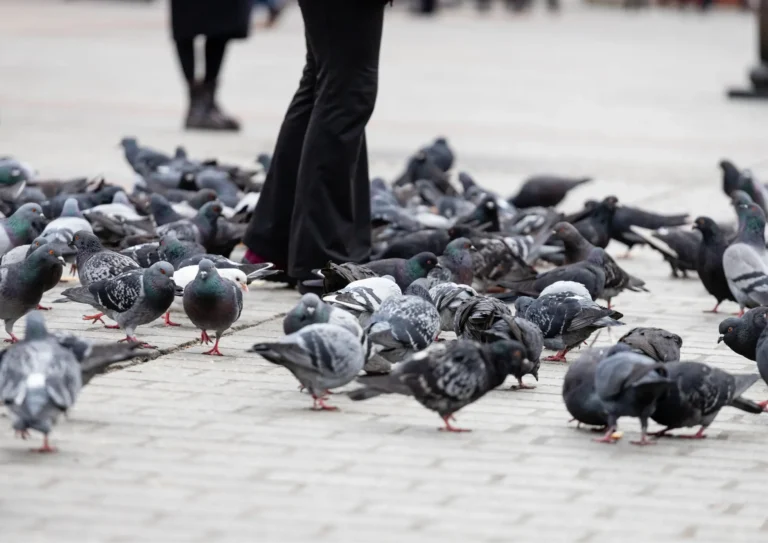 Pigeons au sol dans un espace urbain parisien, à proximité des bâtiments
