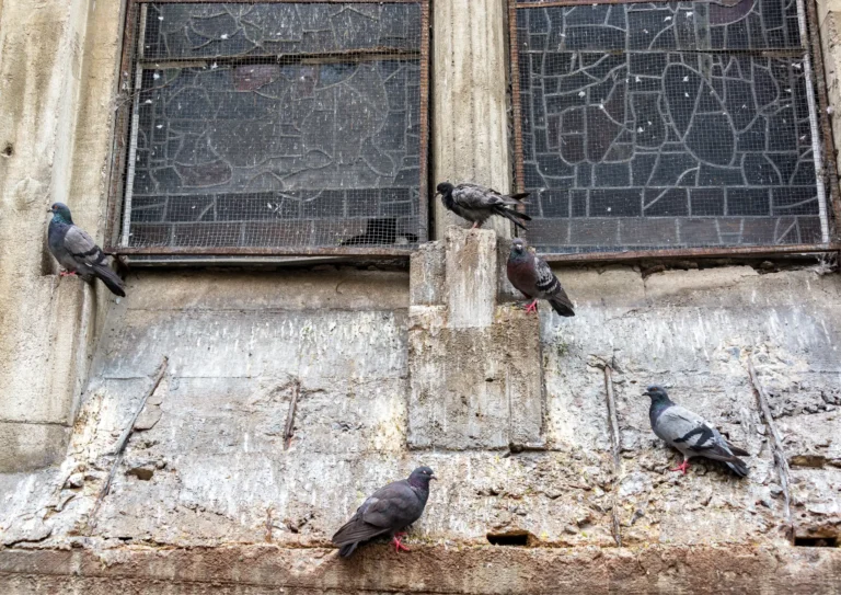 Pigeons posés sur un toit d’immeuble ancien, typique de l’architecture parisienne