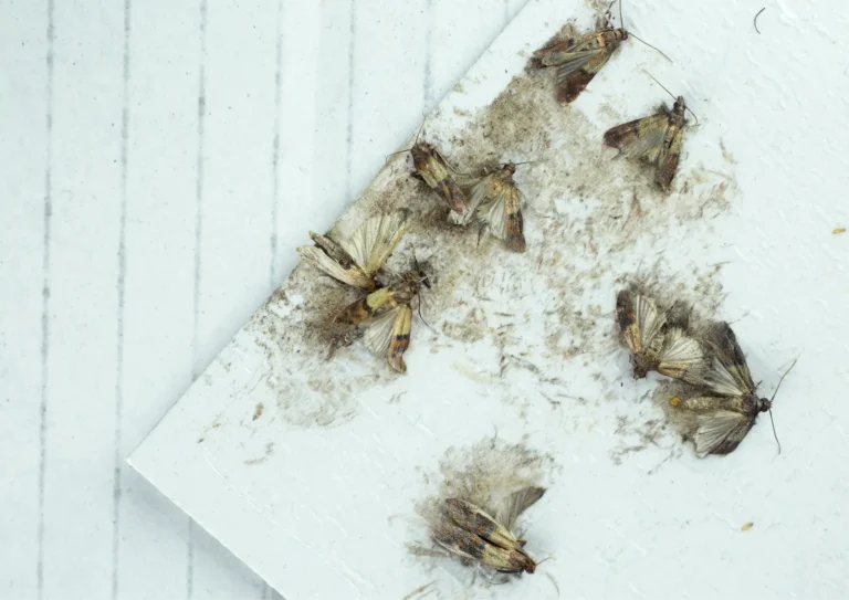 mites alimentaires dans un piège