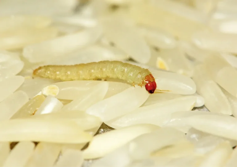larve mite alimentaire dans du riz