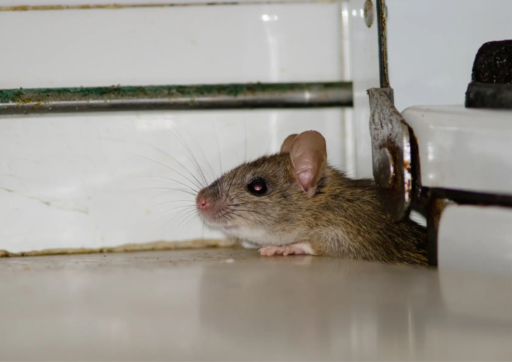 Rat dans une cuisine, présence de rongeur dans un logement