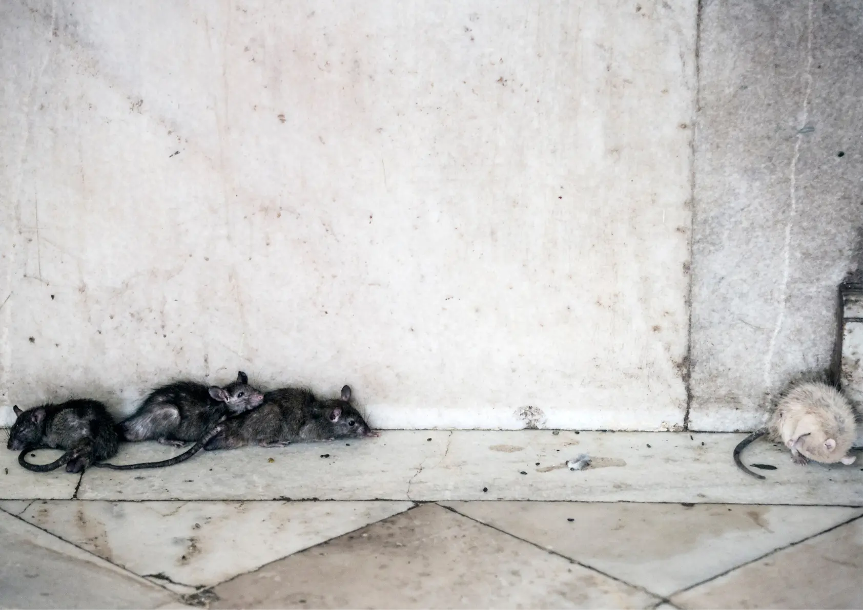 Dératisation Paris 1 groupe de rats