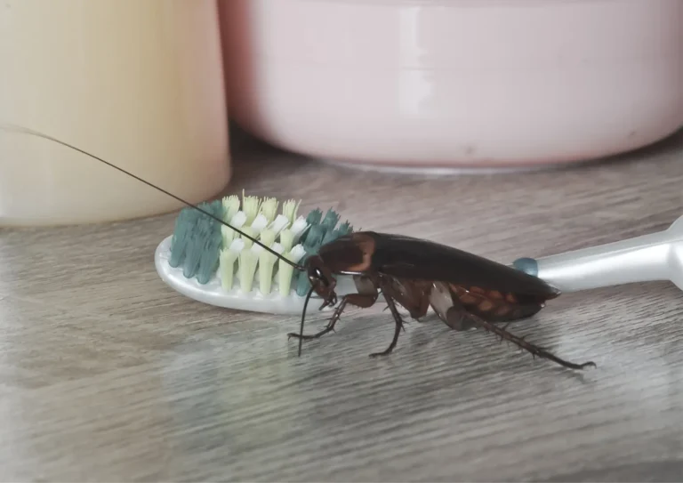 cafard dans une salle de bain à Paris