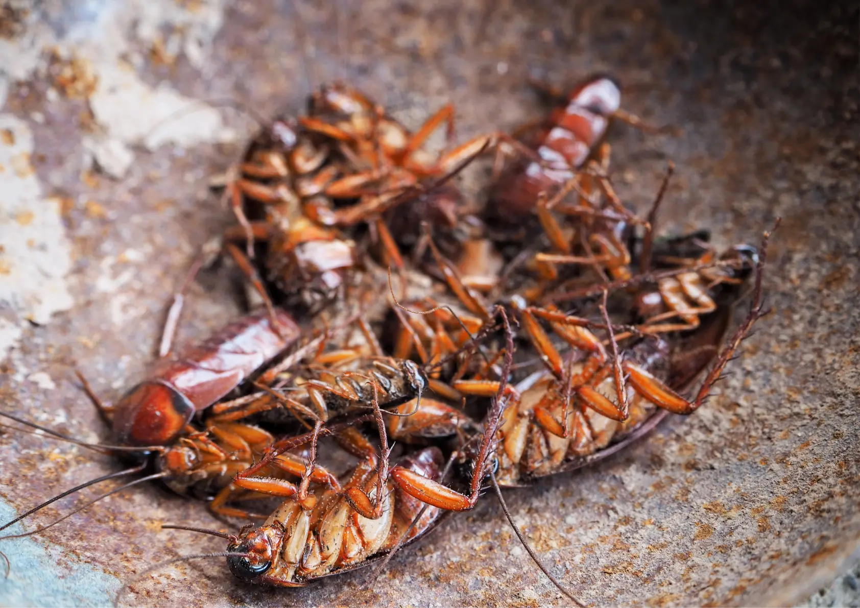 tas de cafards morts suite intervention