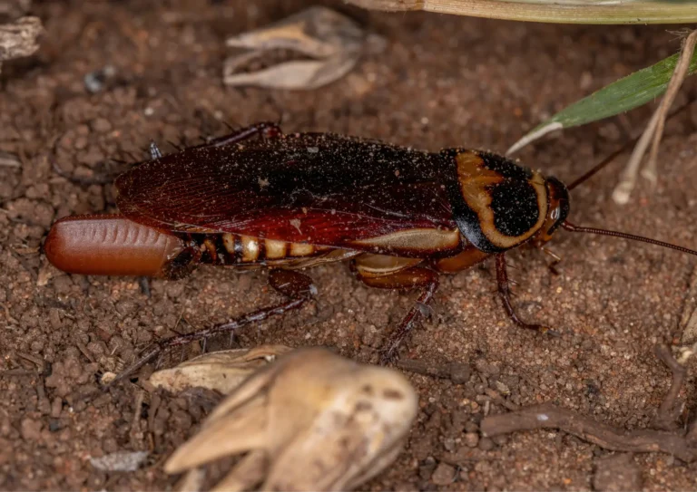 cafard femelle avec son œuf, infestation de cafards