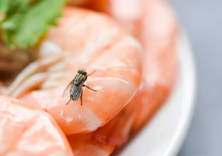 mouche dans une assiette à paris