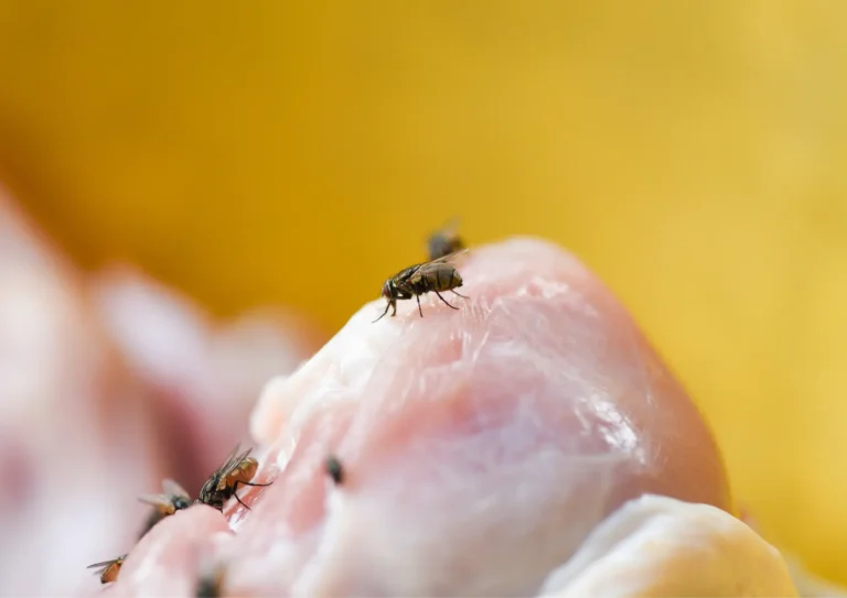mouches sur de la viande dans une cuisine en Ile-de-France