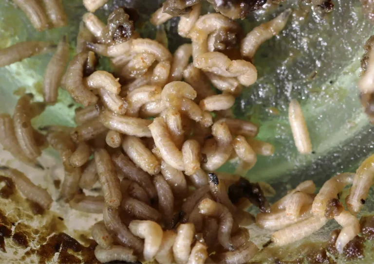 asticots de mouches dans de la nourriture à Paris