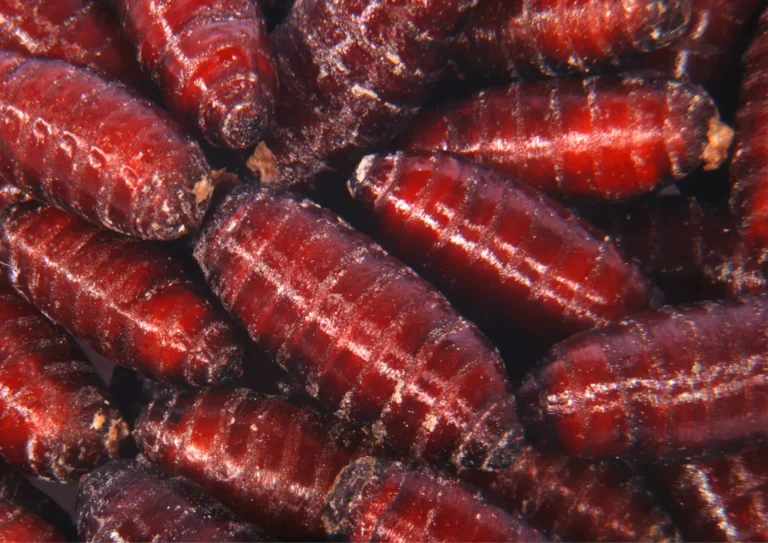 nymphes de mouches