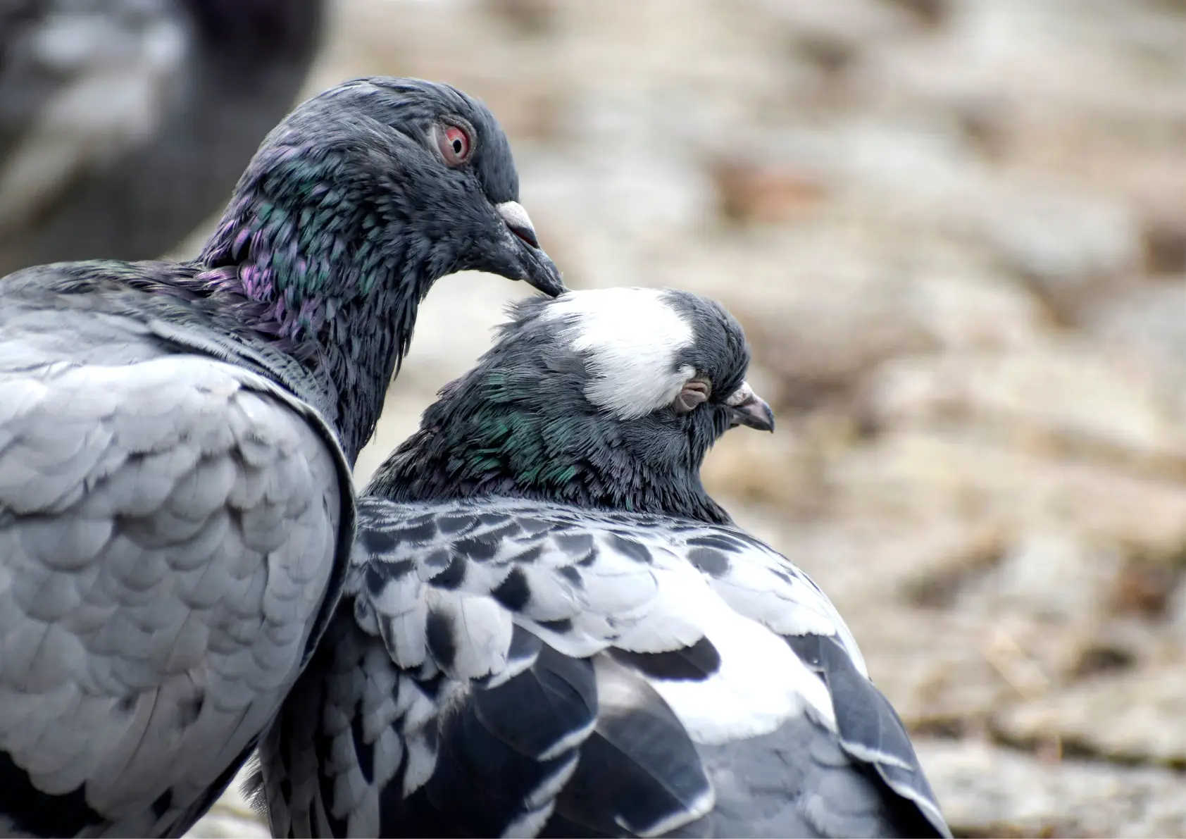 Pigeon en milieu urbain, témoin d’une cohabitation ancienne avec l’humain