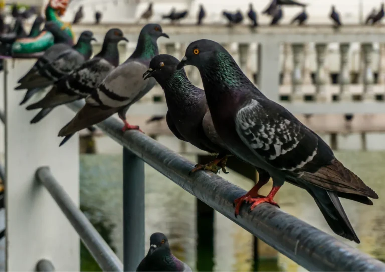 pigeons posés sur une rambarde à Paris