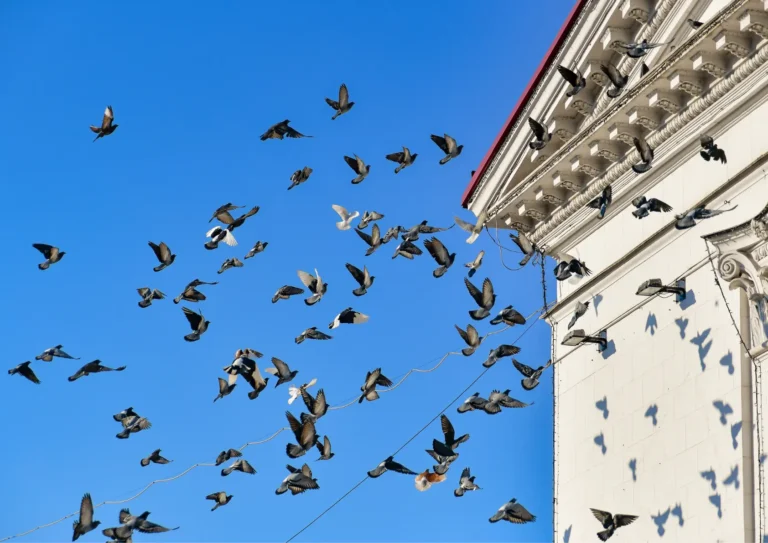 groupe de pigeons qui volent en Ile-de-France