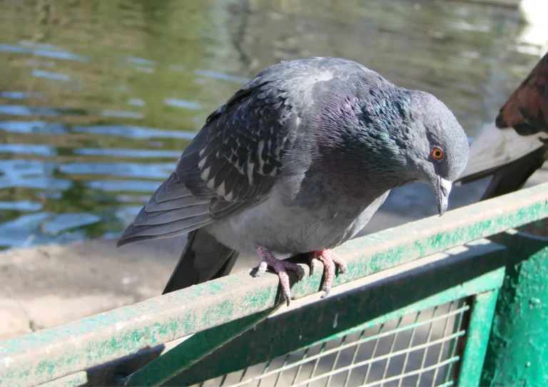 pigeon au bord de la Seine sur une barrière