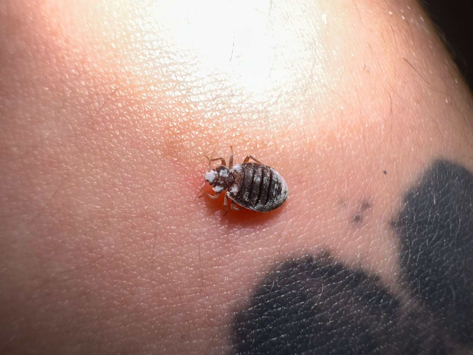 Punaise de lit recouverte de terre de diatomée