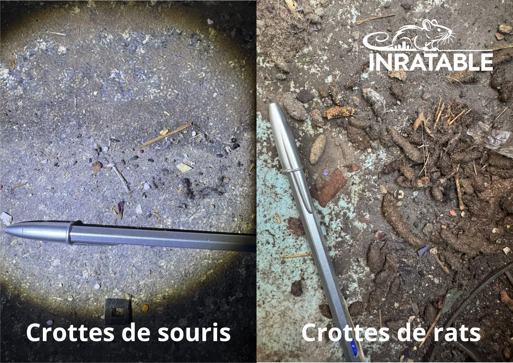 Aspect des crottes de rat et de souris pour identifier le rongeur présent