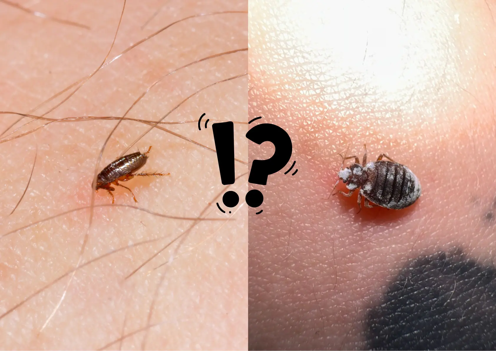 punaise de lit ou puces qui pique ?