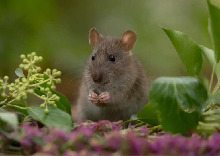 rat avec des fleurs, dératiseurs certifiés