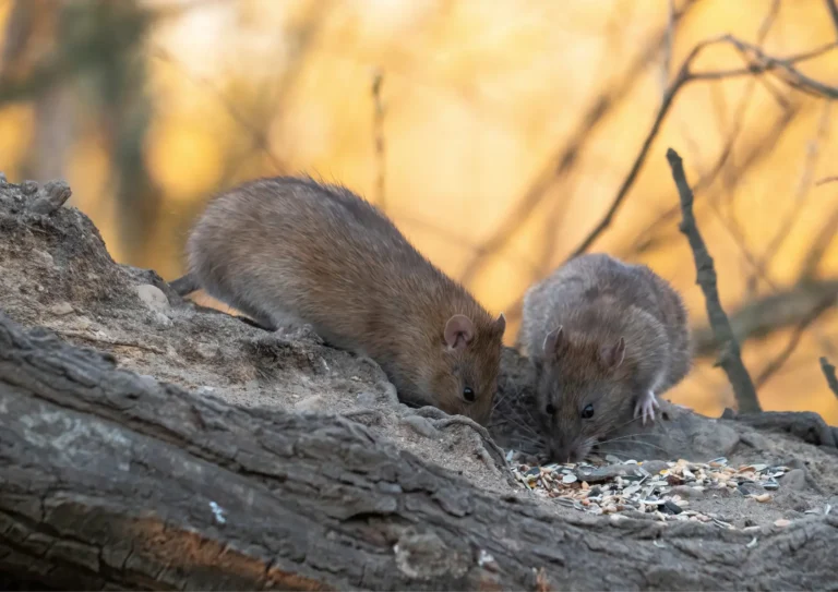 rats entrain de manger en Ile-de-France