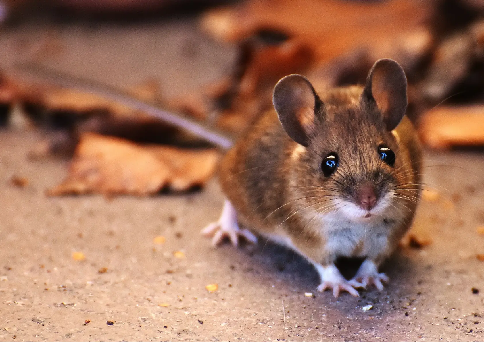 Dératisation Paris 1 souris