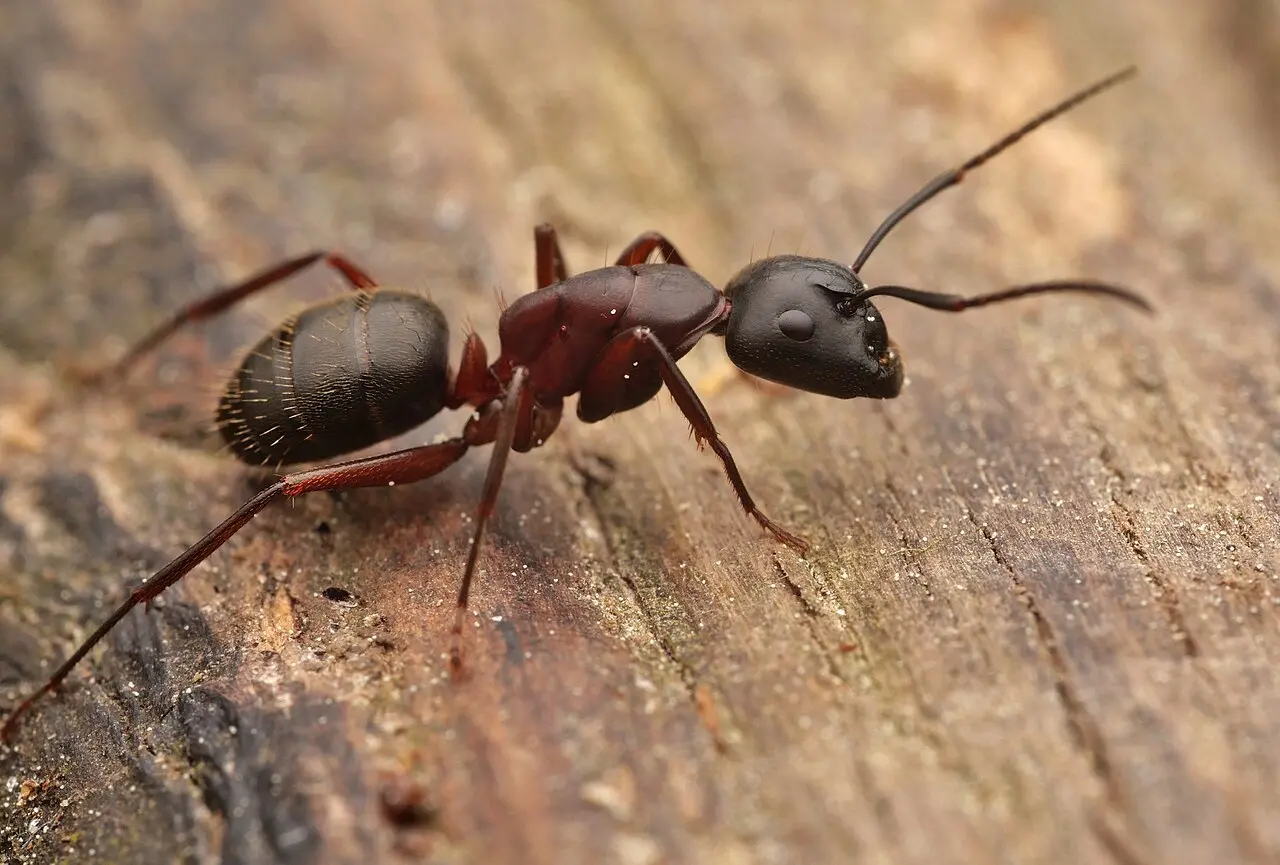 Fourmis charpentière, Camponotus herculeanus
