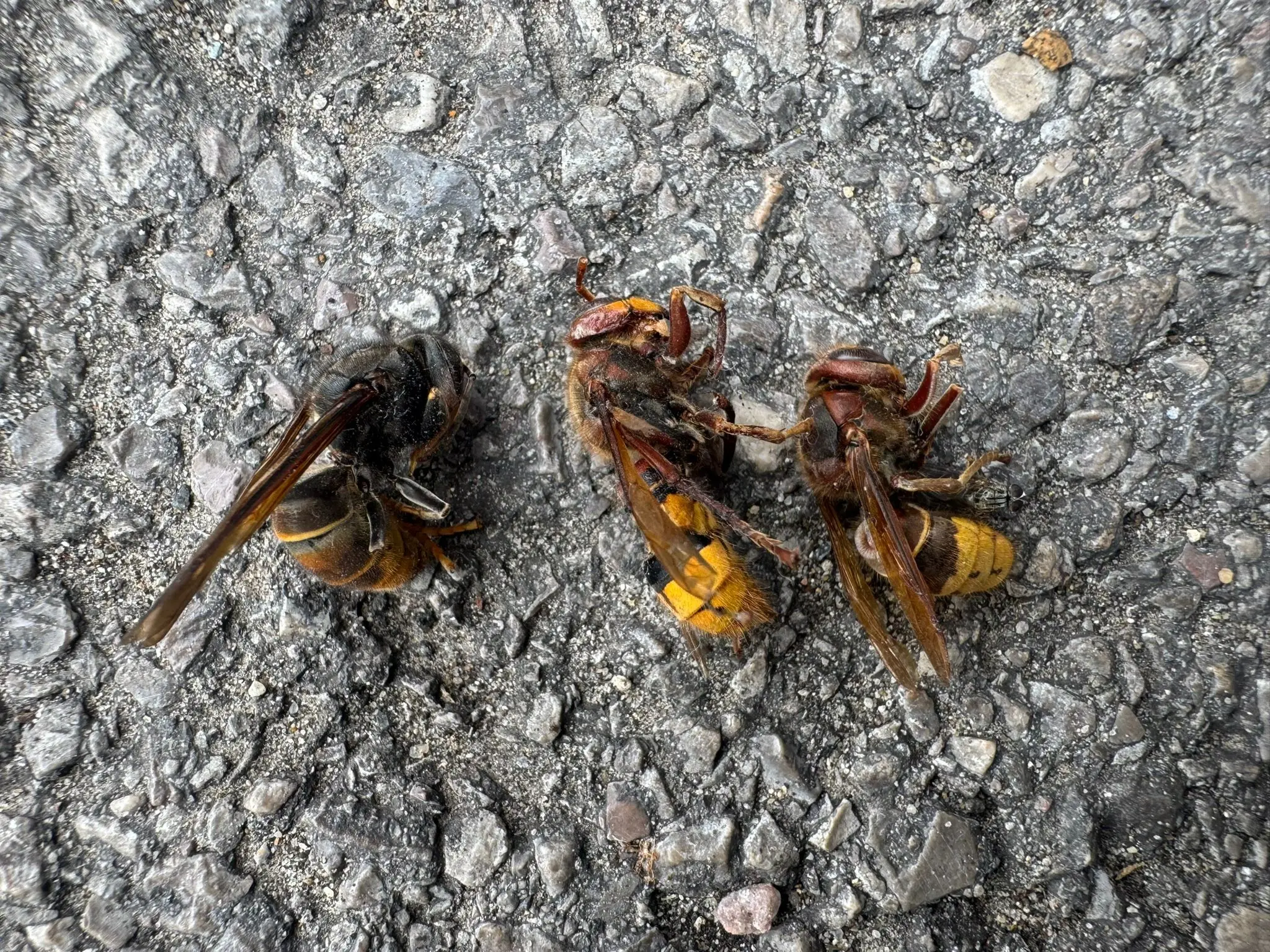 trois frelons morts au sol près d’une habitation