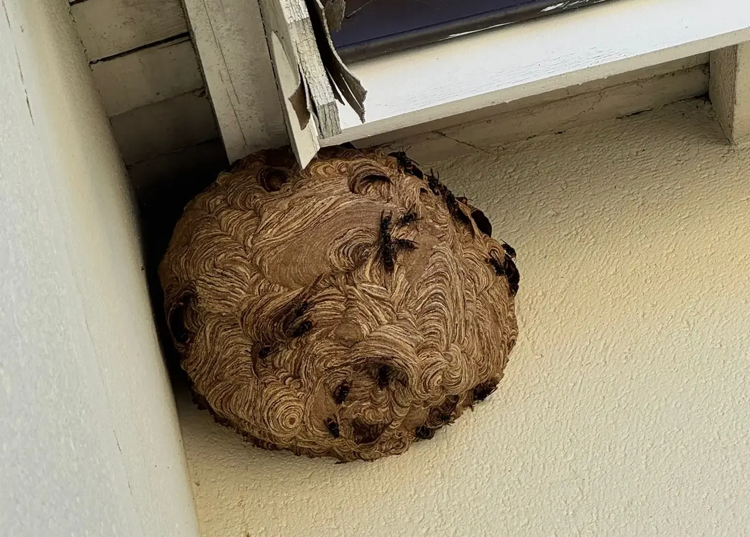 frelons installés sous une toiture au même endroit d’une année sur l’autre