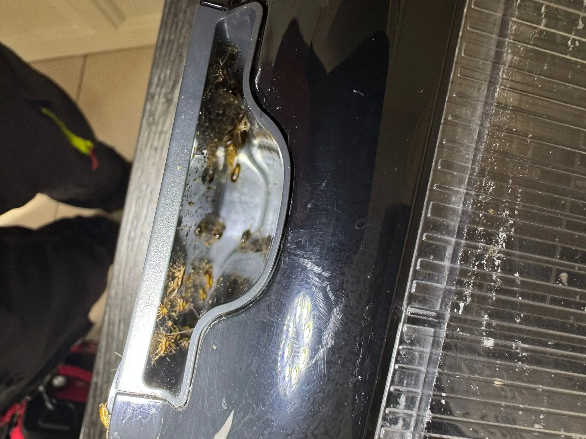 Cafards cachés dans la porte d’un réfrigérateur dans une cuisine à Paris et en Île-de-France