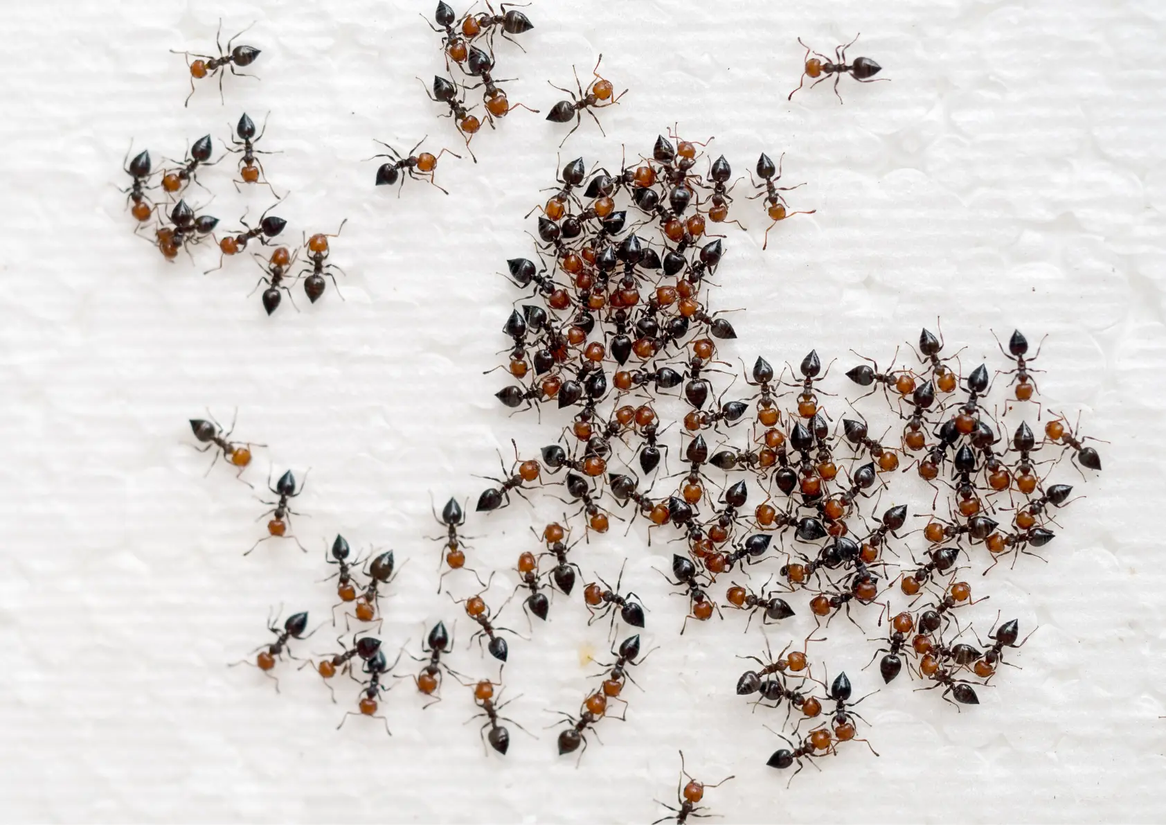 Intervention anti-fourmis dans une copropriété parisienne