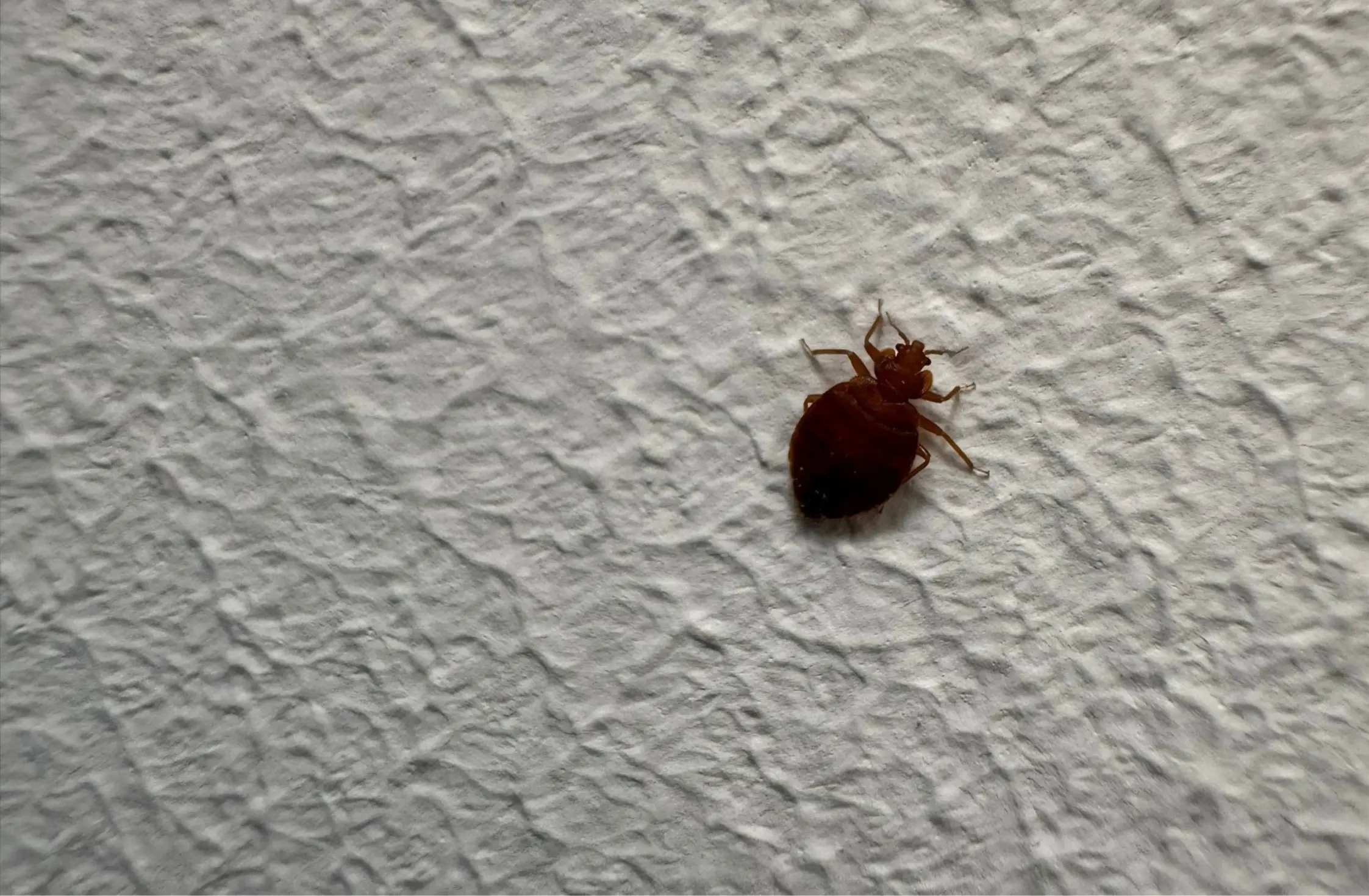 Punaises de lit Paris