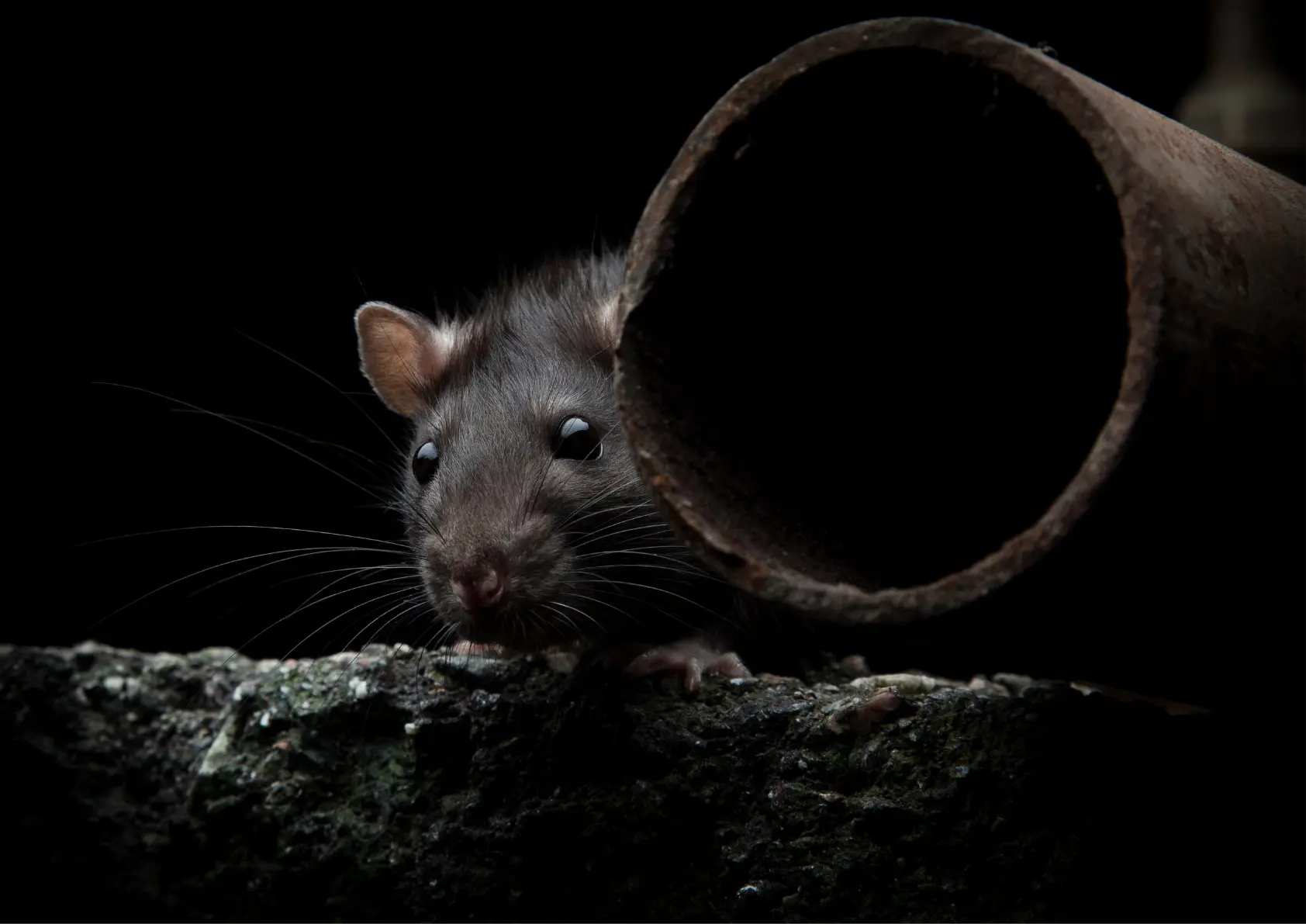 tuyaux évacuation toilettes risque rongeur