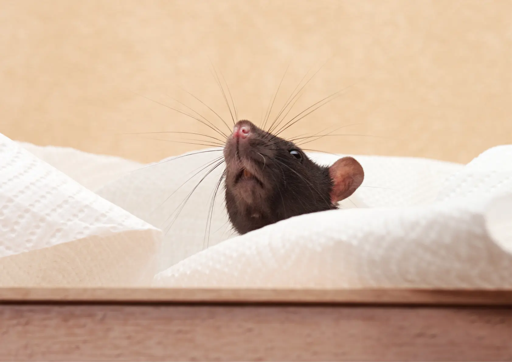 papier toilette rat