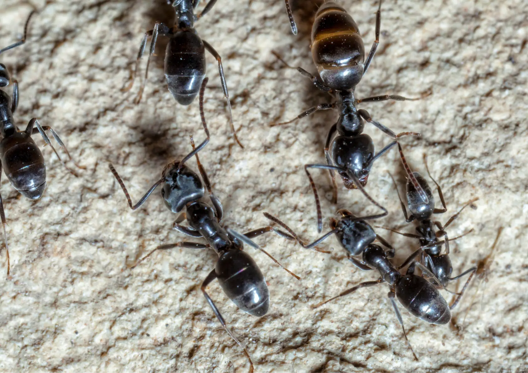 Lasius Niger, fourmis noire des jardins