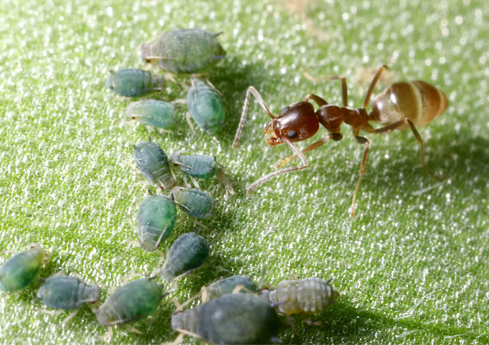Fourmis Argentine (Linepithema humile)