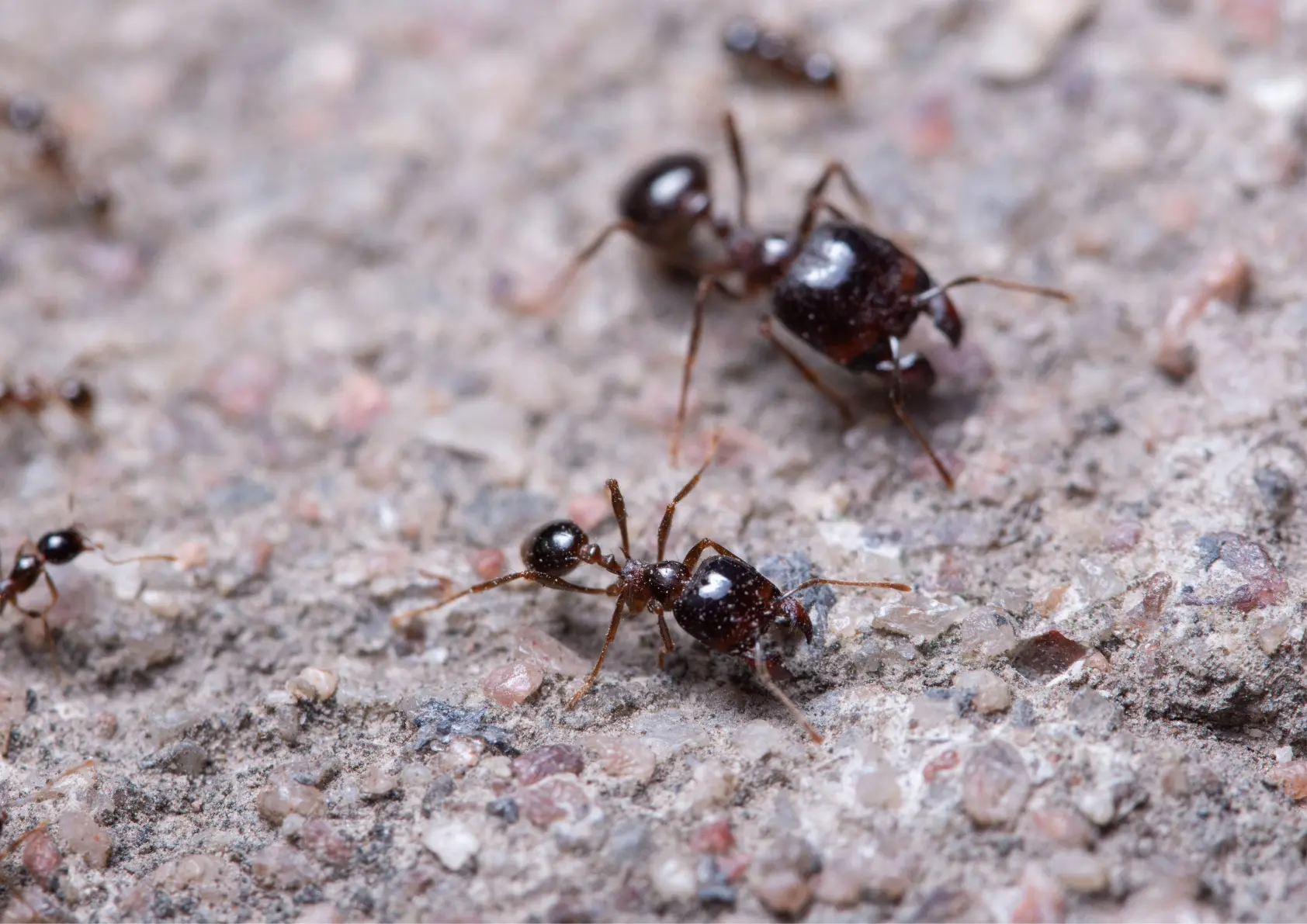 Fourmi à grosse tête (Pheidole pallidula)