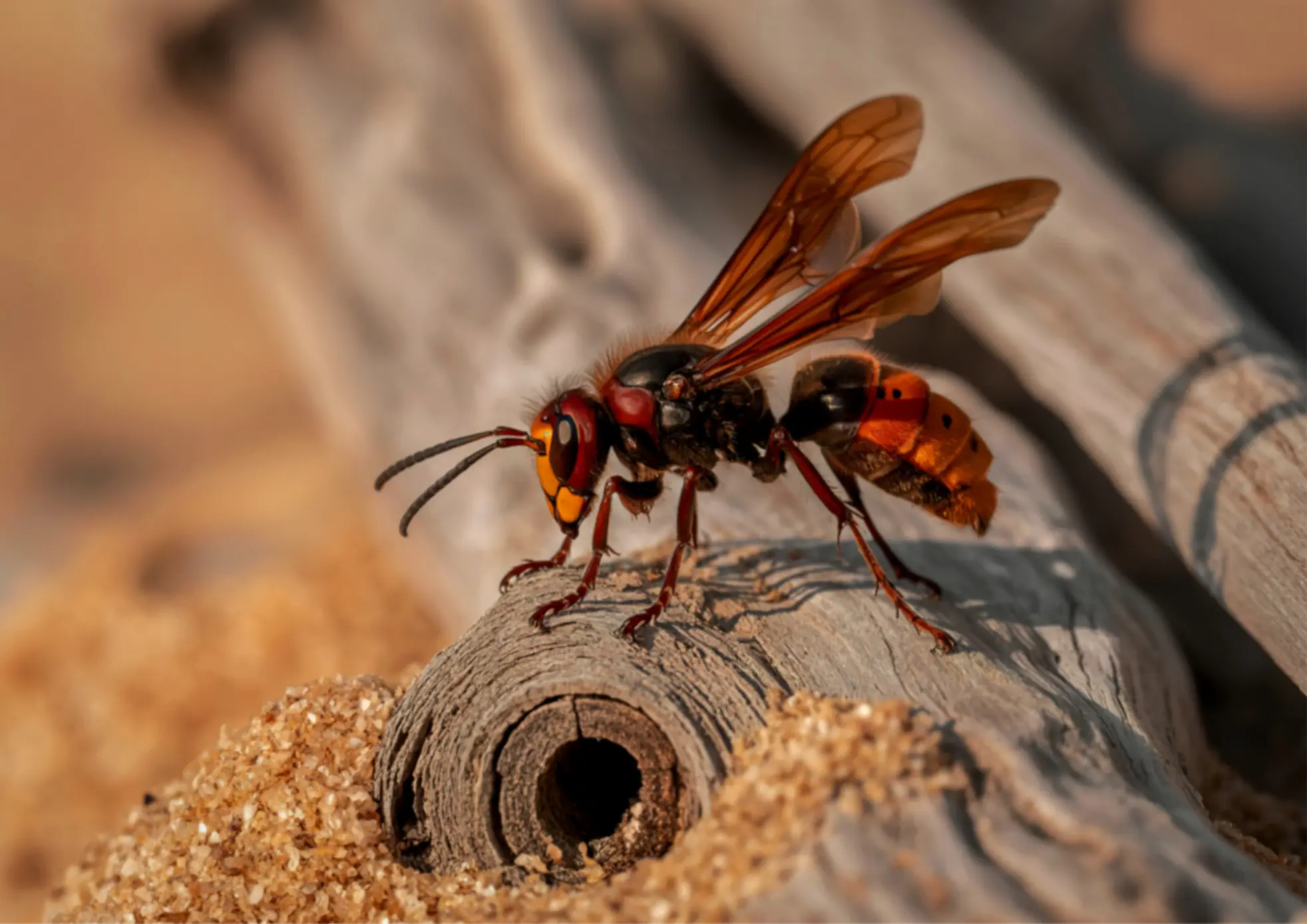 frelons autour d’un ancien emplacement de nid en extérieur