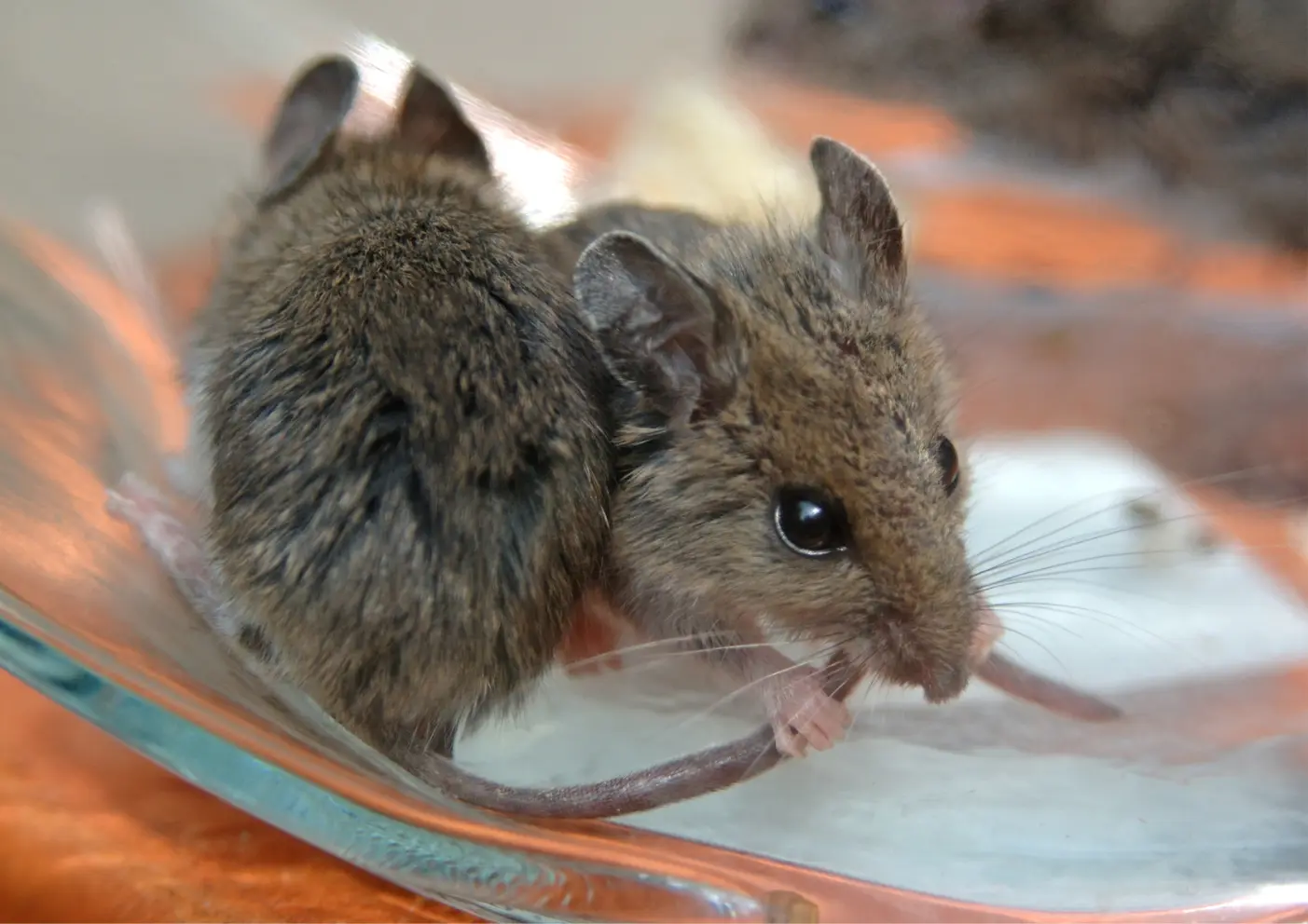 Souris de maison commune, capable de se faufiler dans des trous de 6mm.