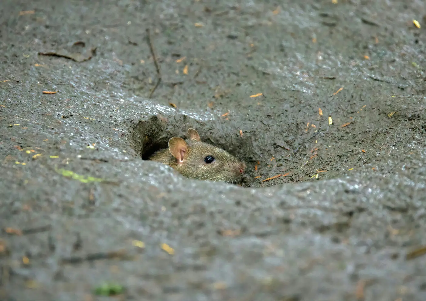 Rat dans un terrier à Argenteuil