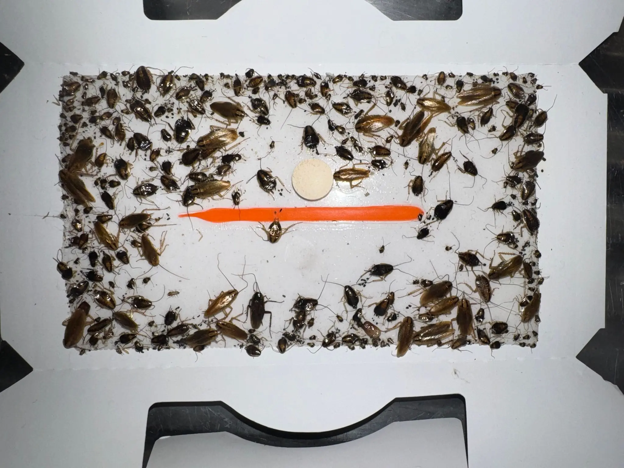 Piège à phéromones saturé de cafards après une détection d'infestation à Paris