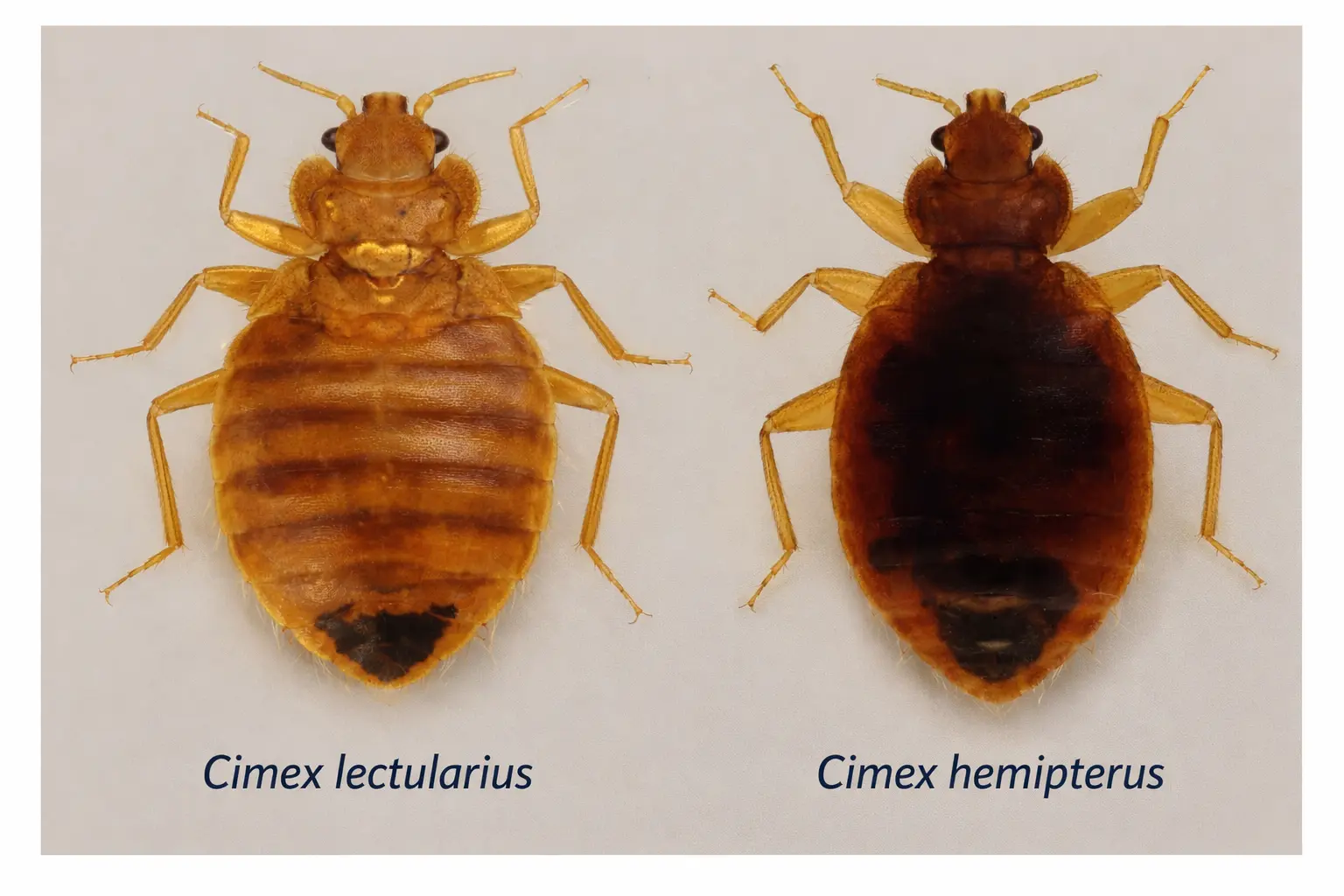 Comparaison entre Cimex lectularius et Cimex hemipterus punaises de lit