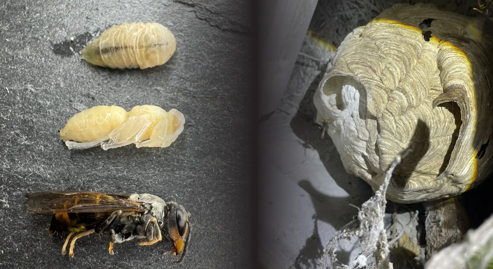 Destruction de nids de frelons et guêpes Paris et Ile-de-France