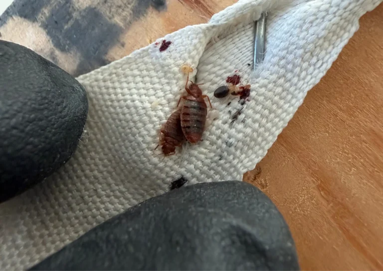 Groupe de punaises de lit par Inratable